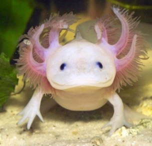 axolotl-facts3.jpg